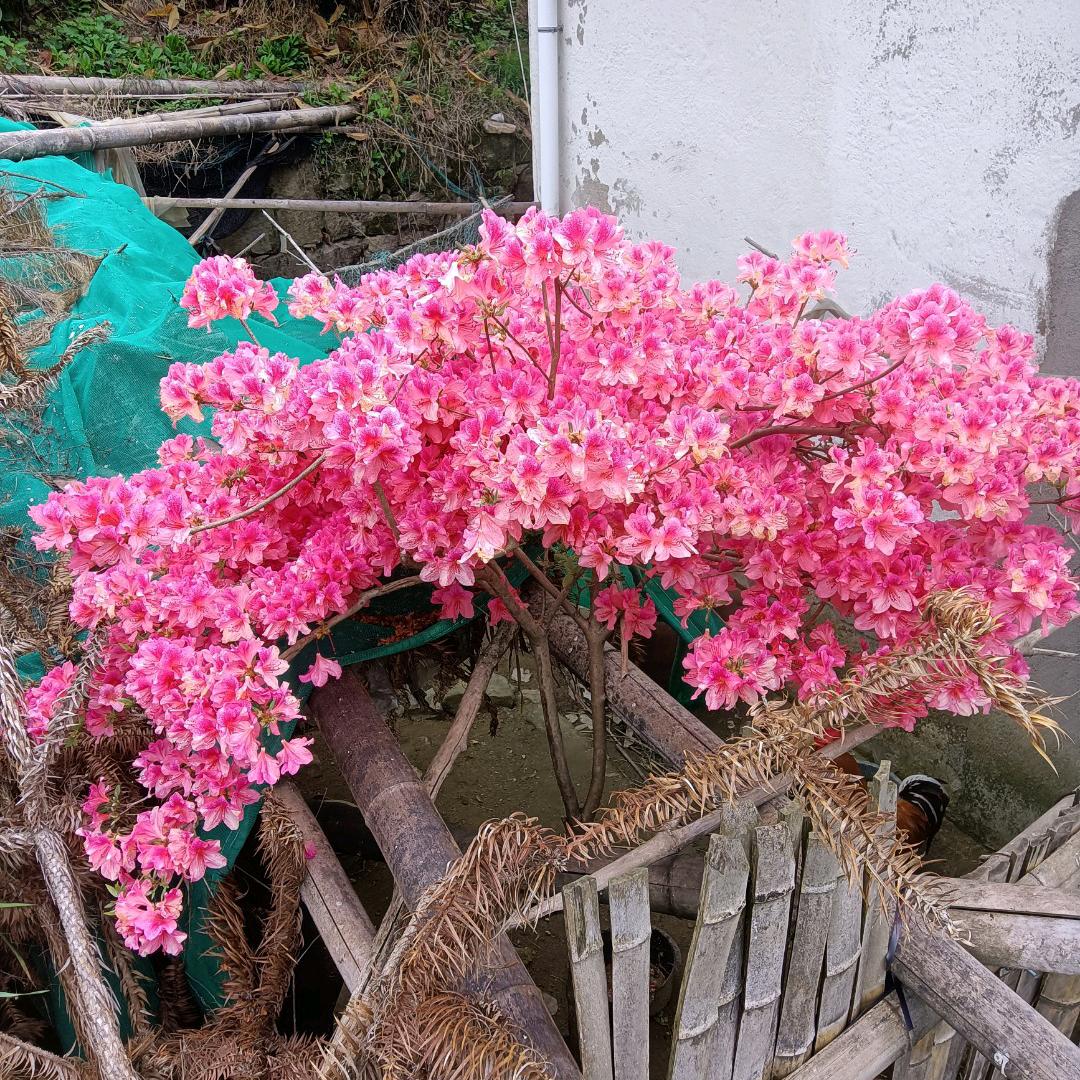 何必去打扰