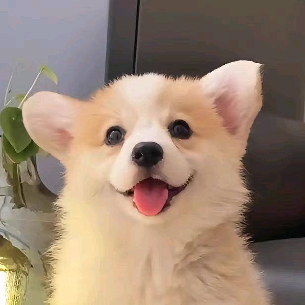 顺鑫