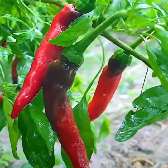 简单，未开播）