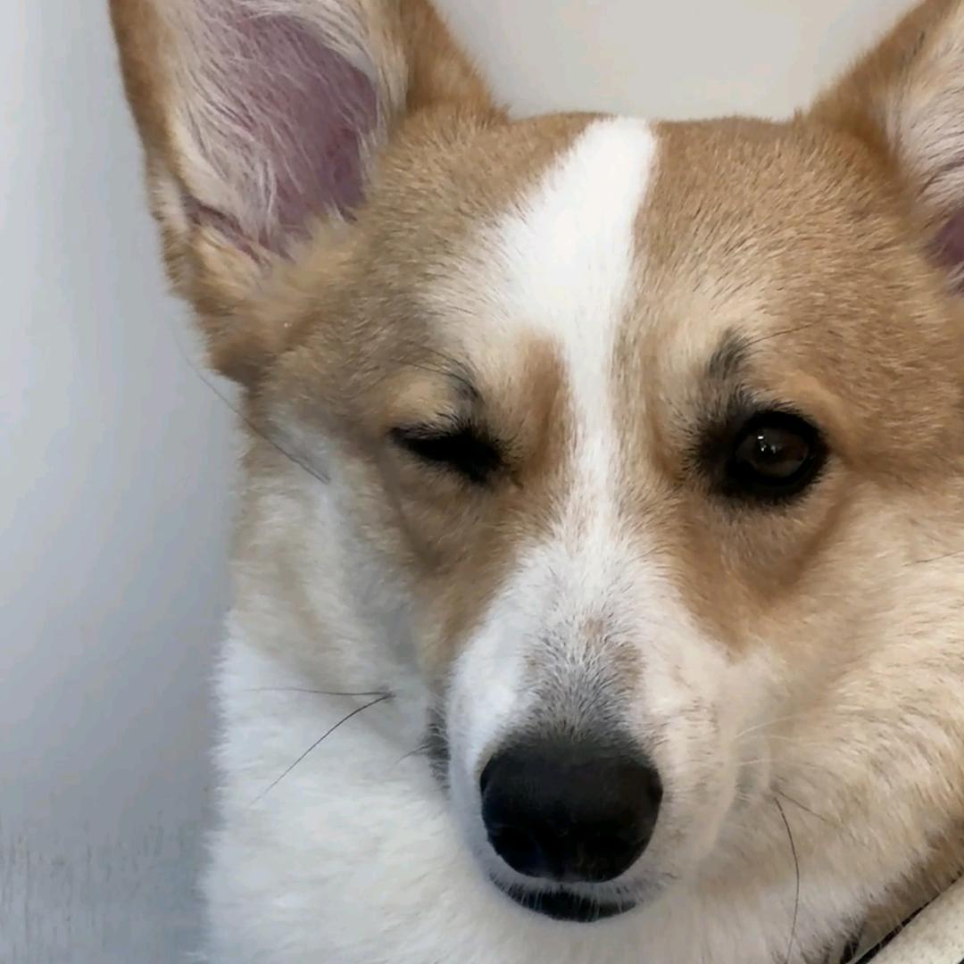 ✨螺蛳粉🐶