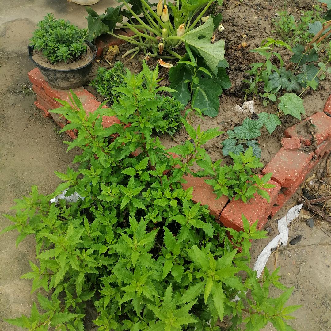 野草（送健康）