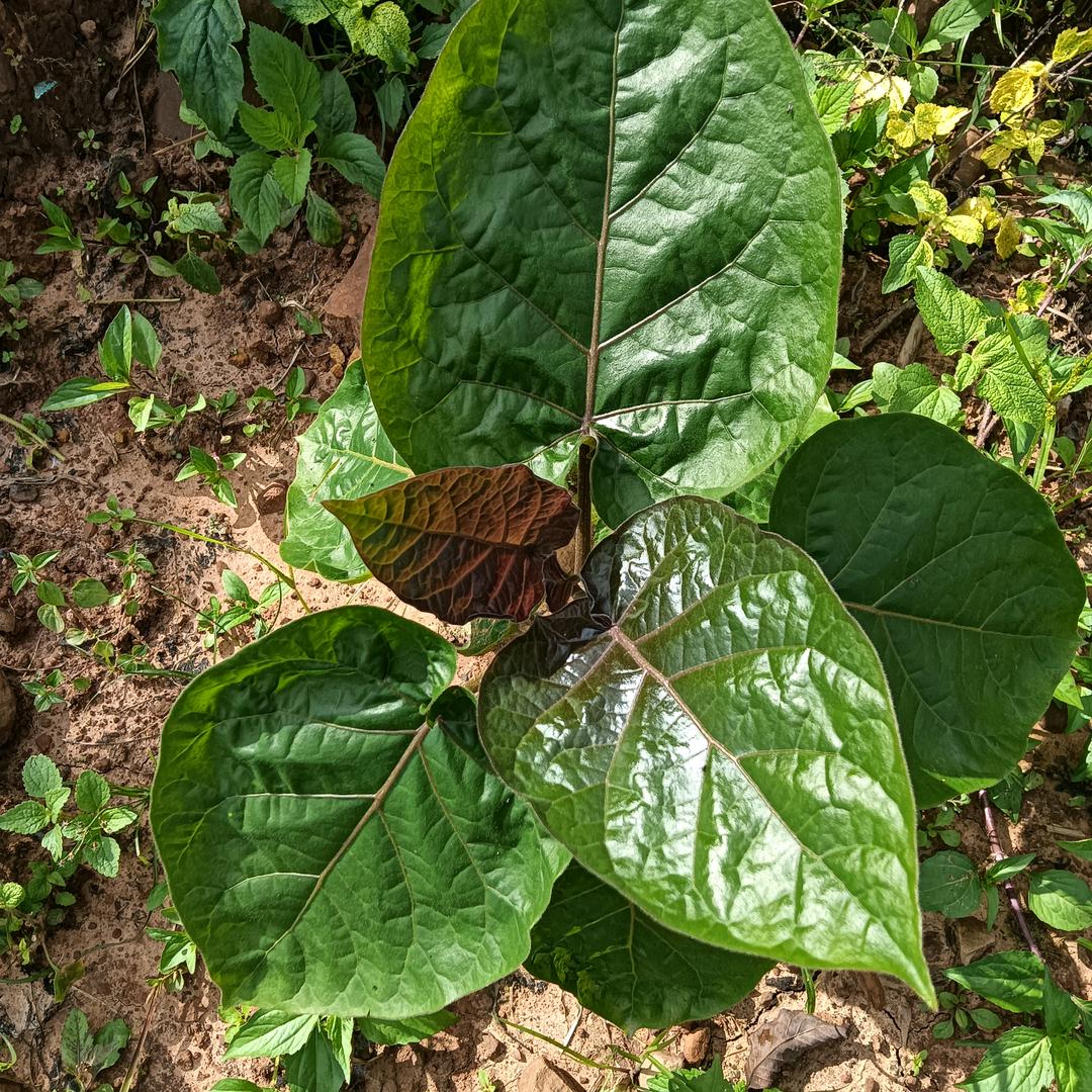 大树番茄🍅种植