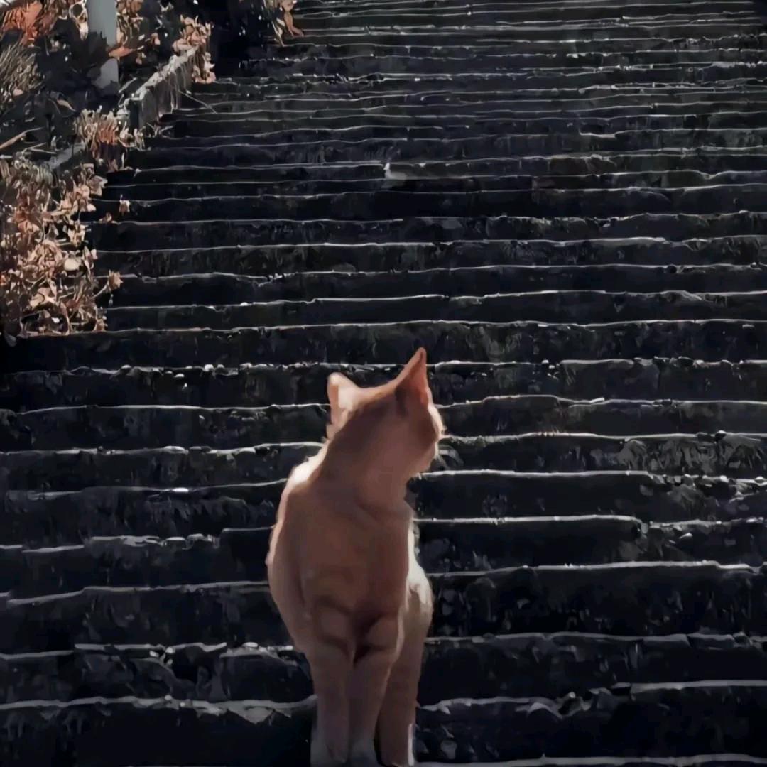 凌晨三点的猫