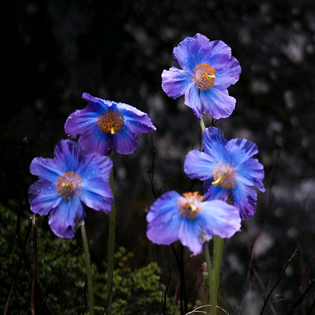 高山植物博物馆