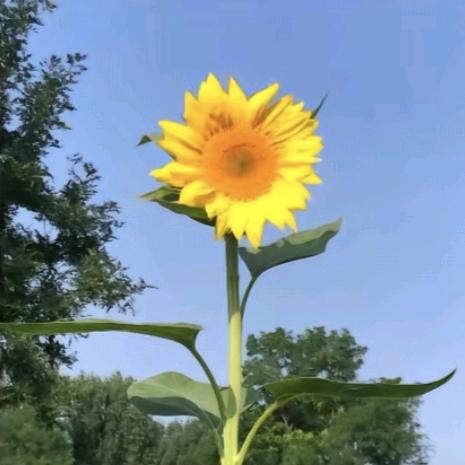 🎧莓有烦恼💮
