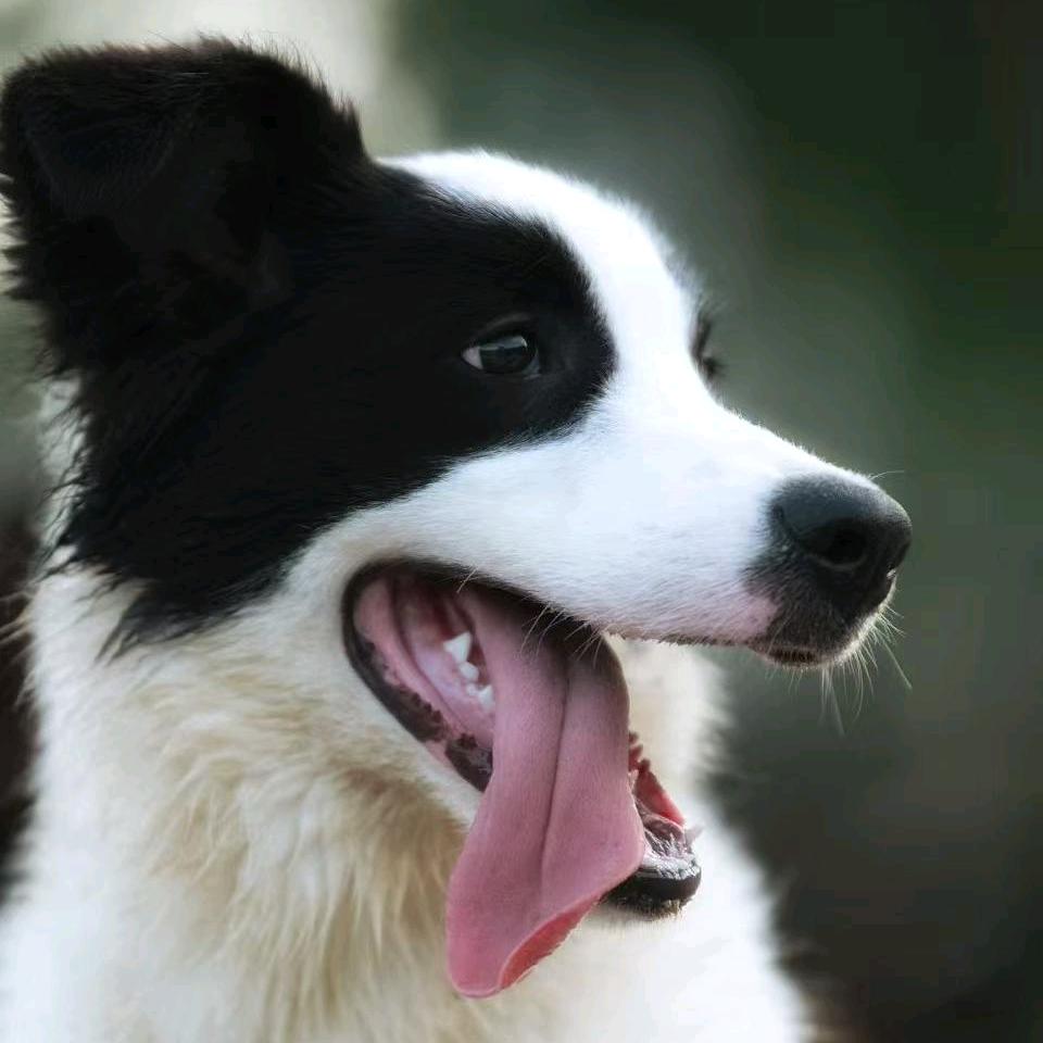 毛孩子的撒欢儿广场官方号