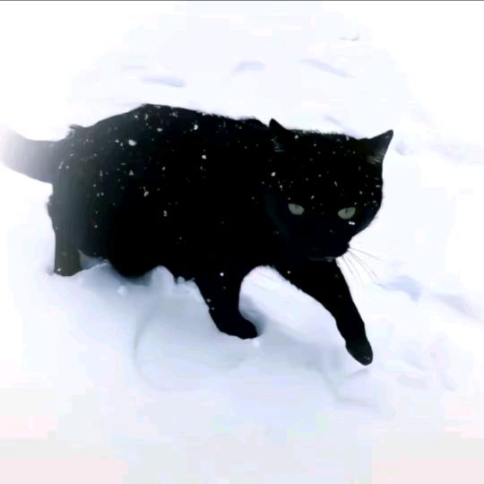 不死鸟
