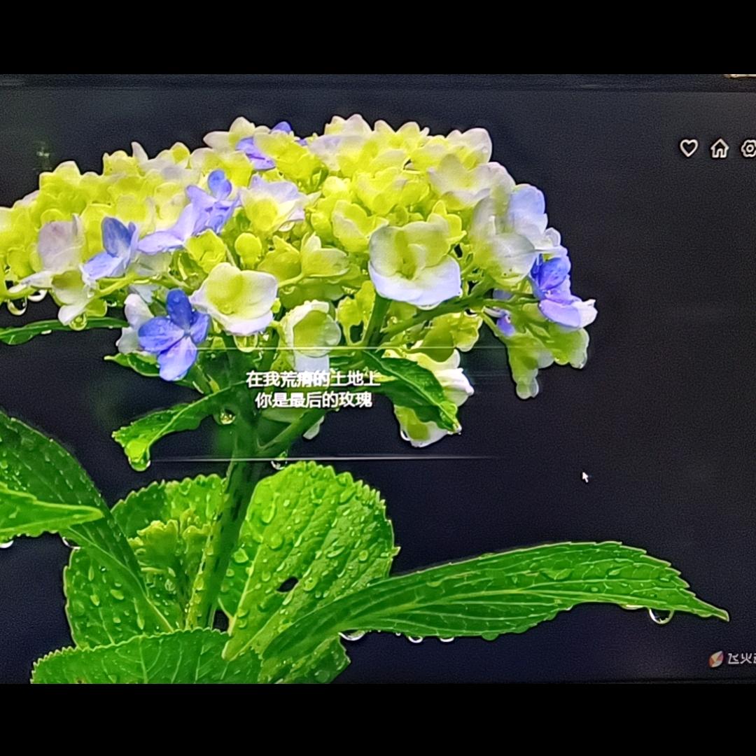 诗和远方，有缘人