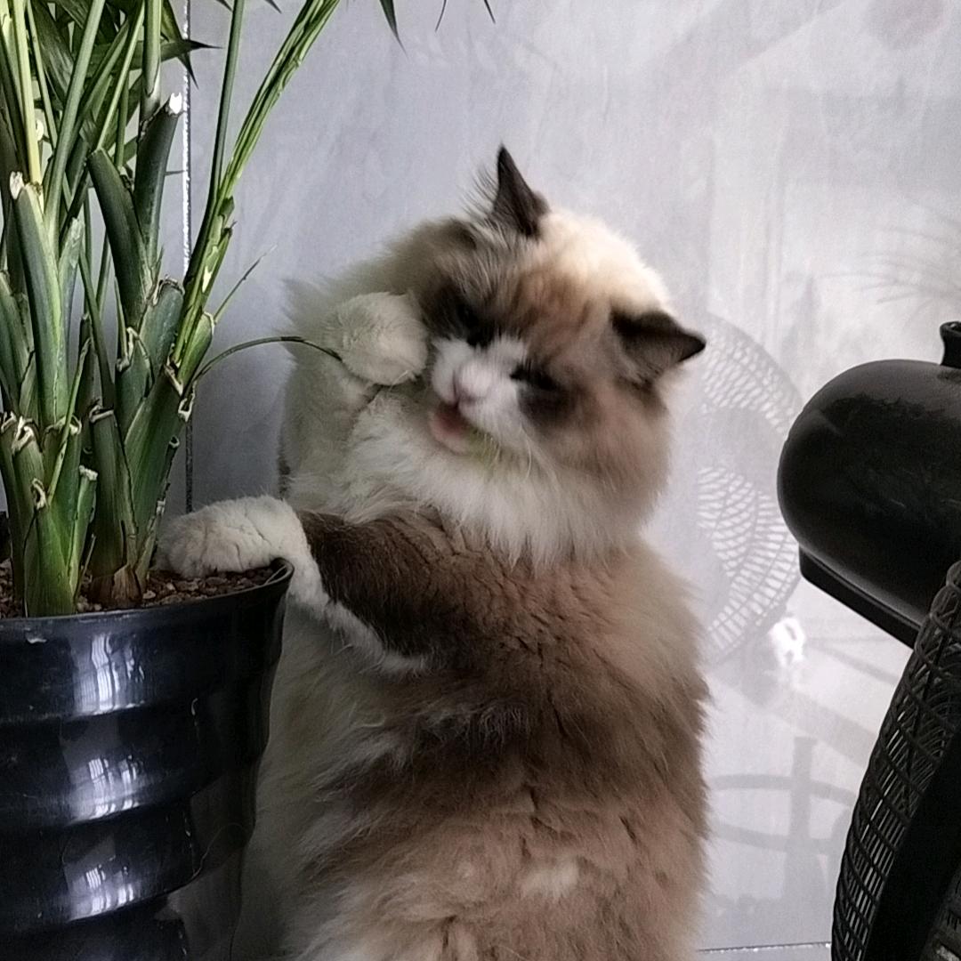 嘎嘎嘎猛
