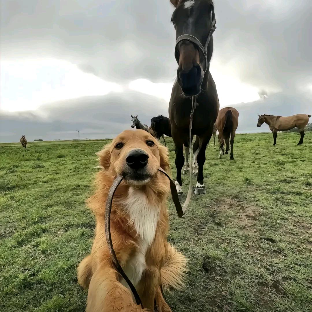 哪有傻🐟吃铁板
