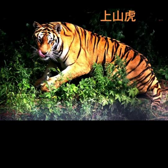 笑看人生🌿小号