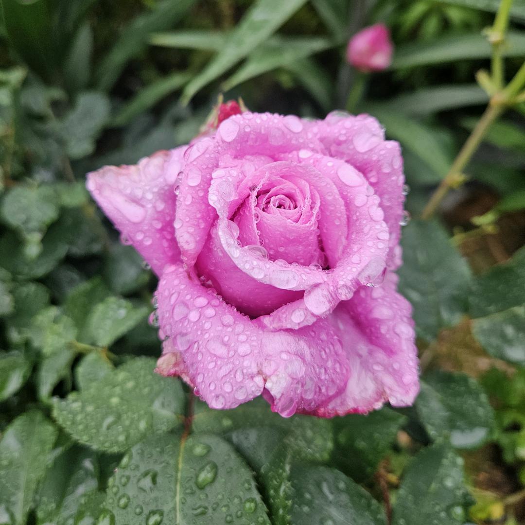 穿越千年的爱恋