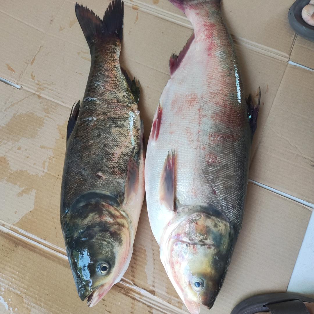 汽车服务搬运工。