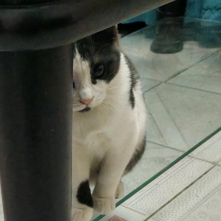 杨......