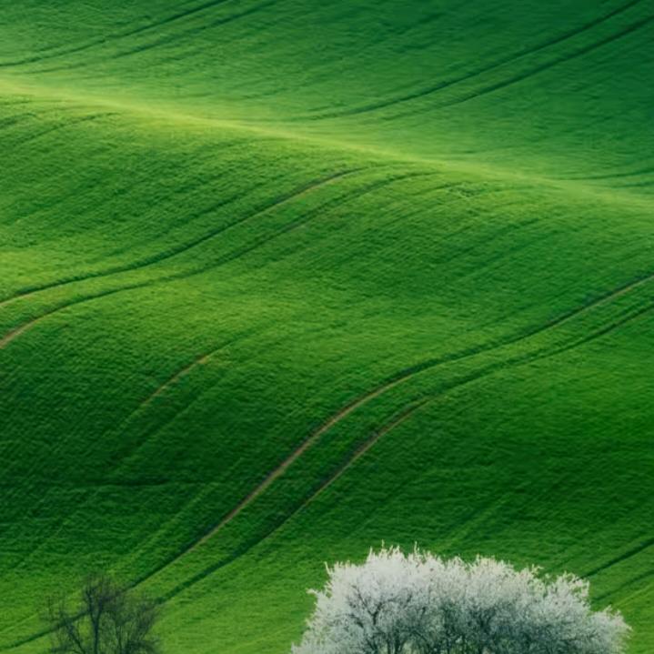 江小枫丹歌惊鸿