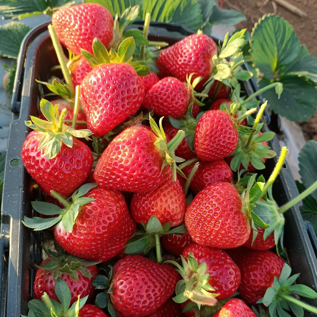 不爱我就别伤害我小黄🐒