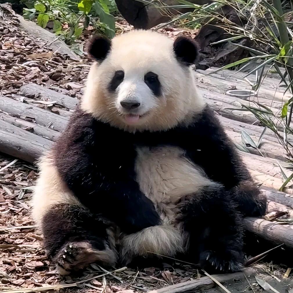 小万万