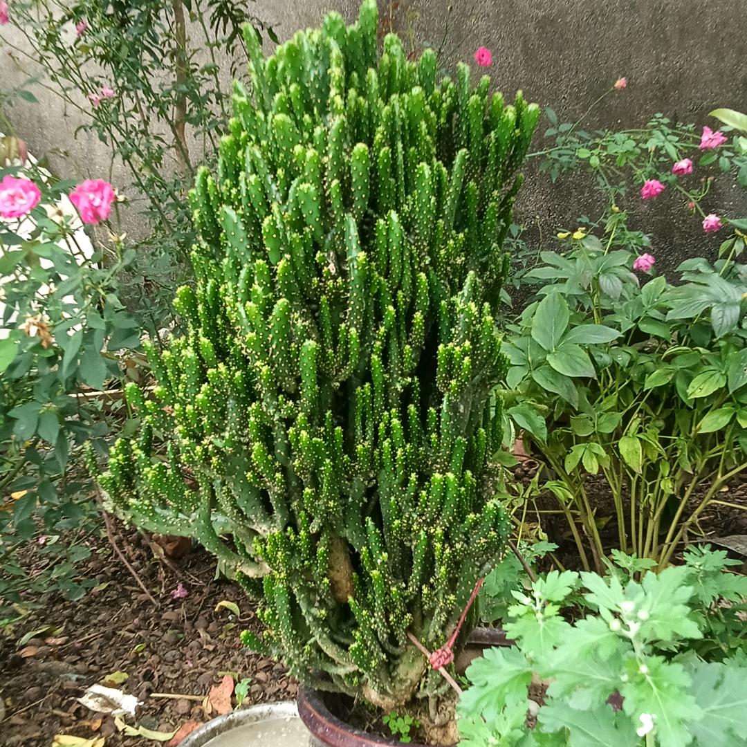 在外漂泊的孤舟