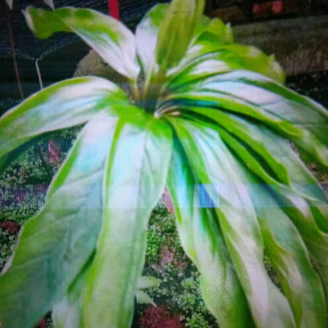 乡村风情