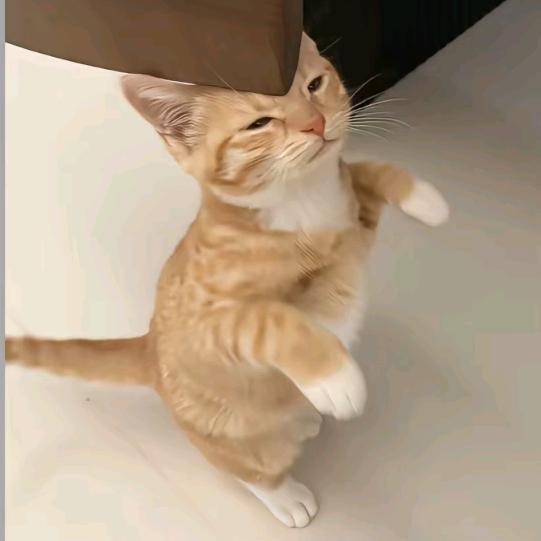 呆呆涵