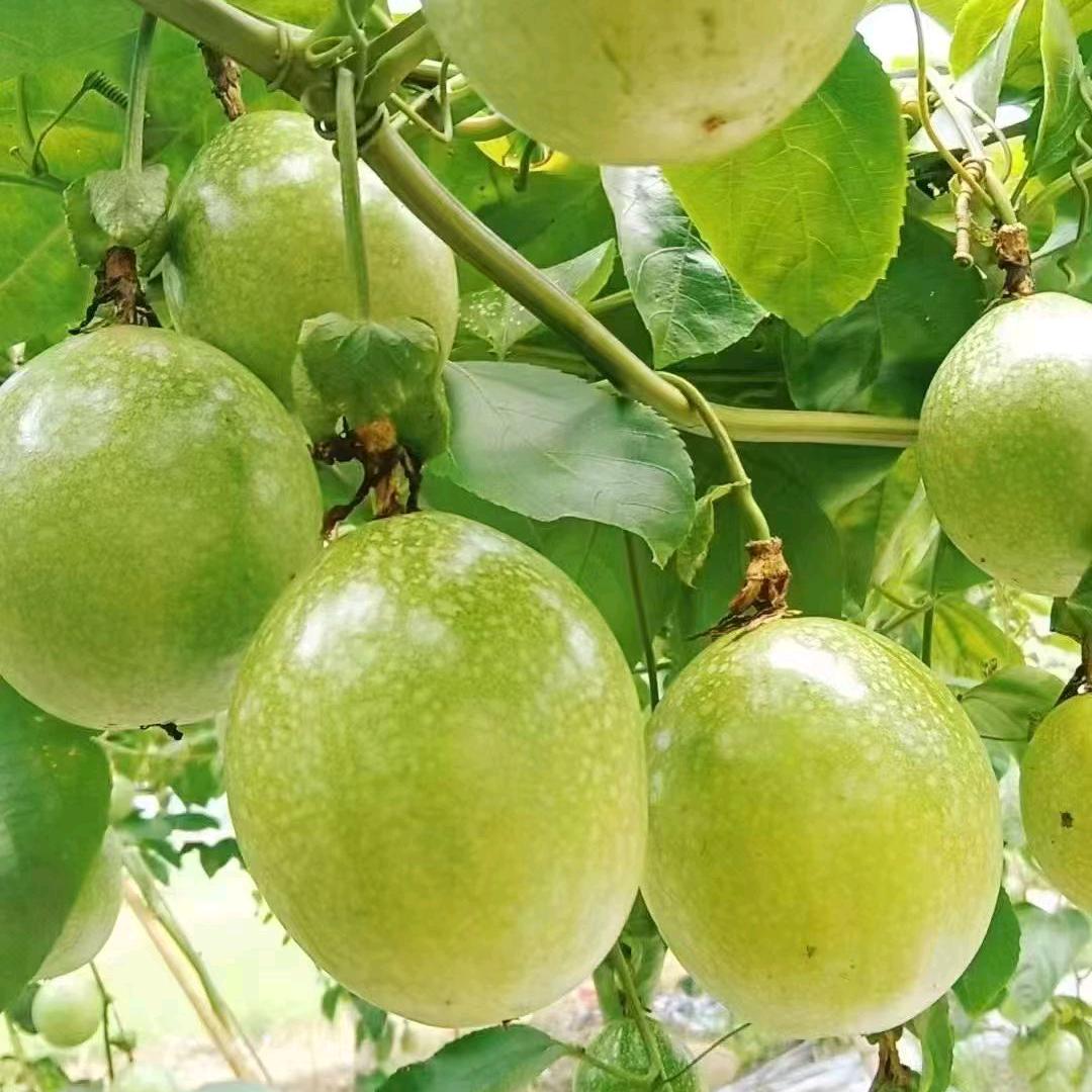 永记特色农产品店