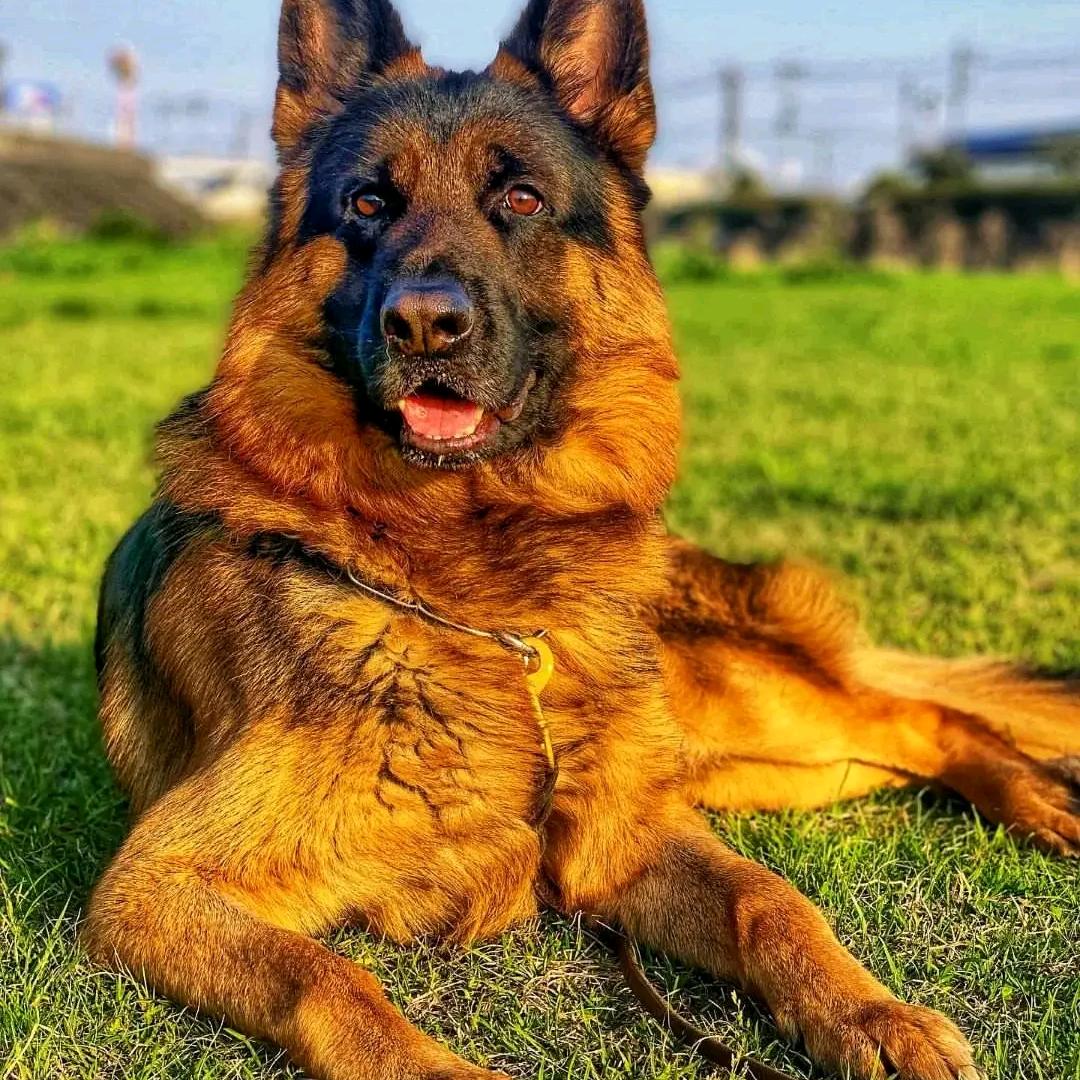 猎犬黑狼德牧马犬繁育基地（诚信经营）