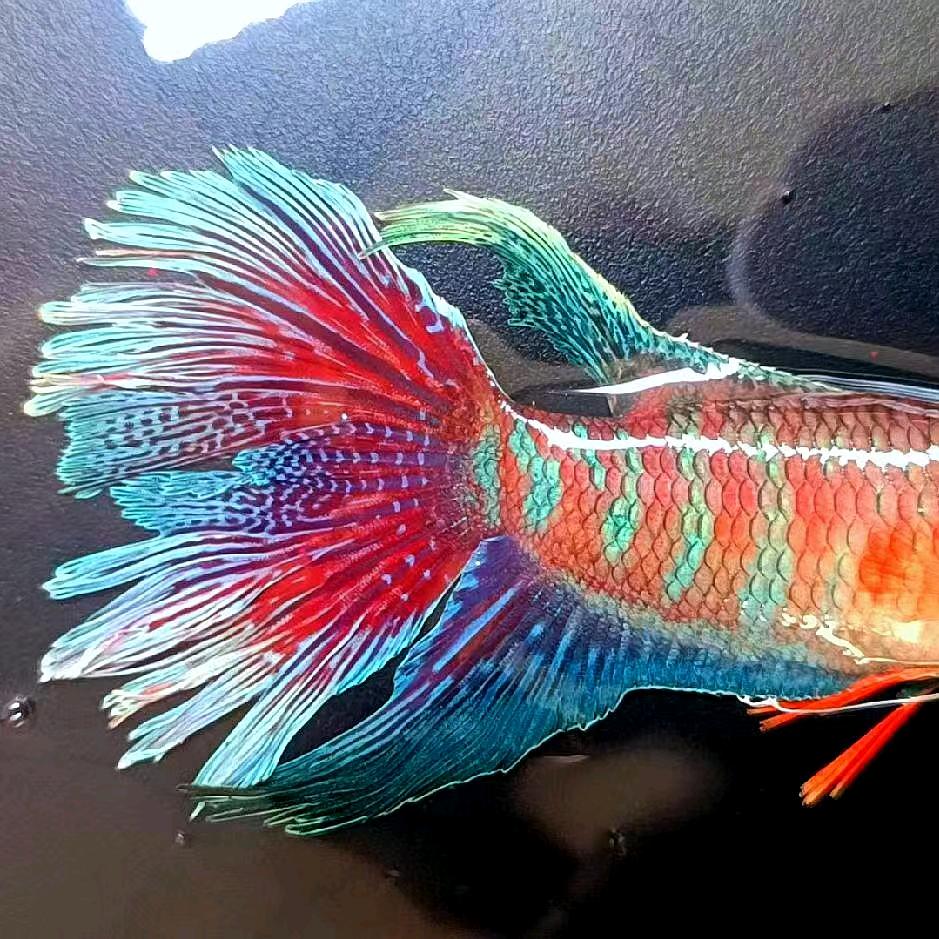 啊涛水族~精品国斗