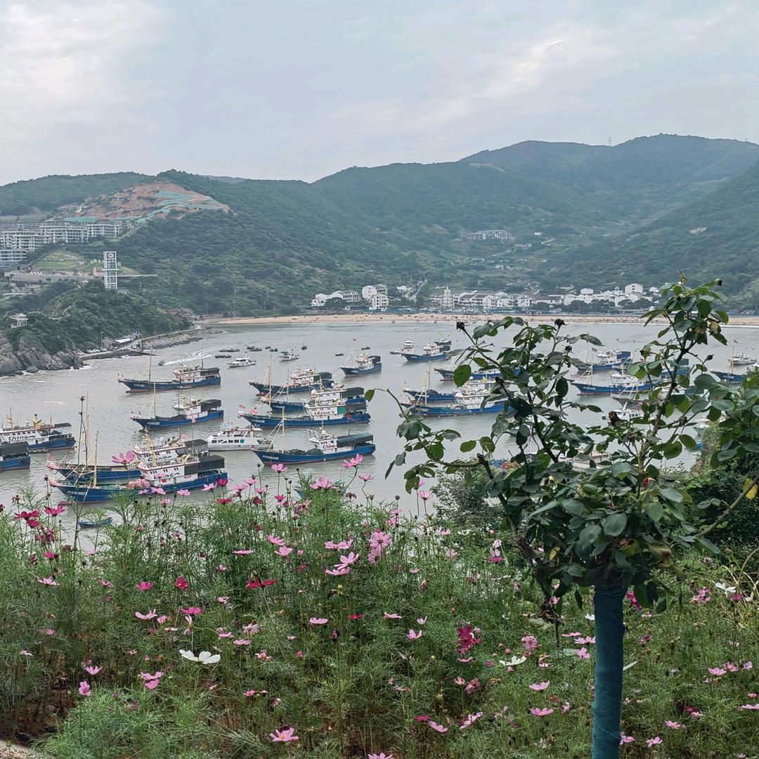 一花一世界17098818