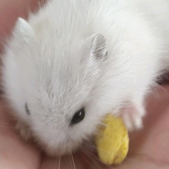 开卡丁车的猫头像