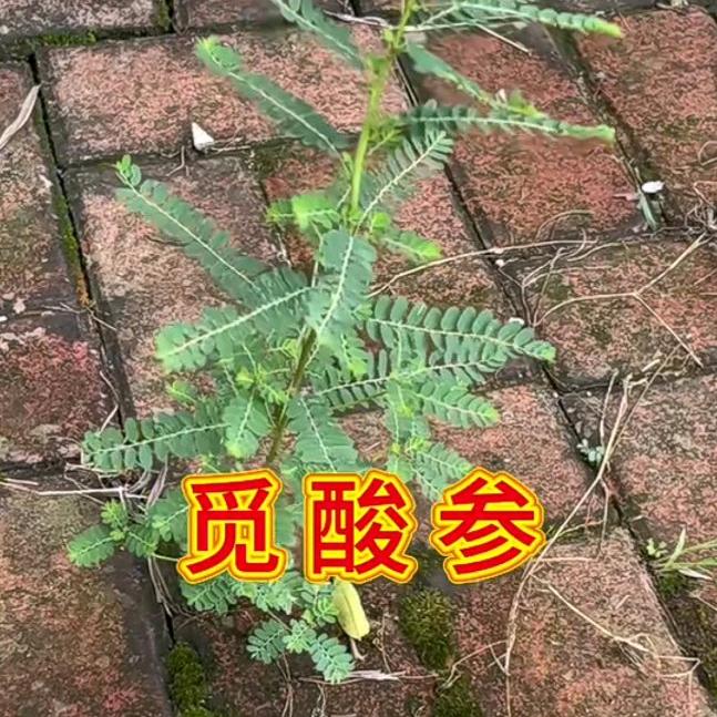 南方的狼