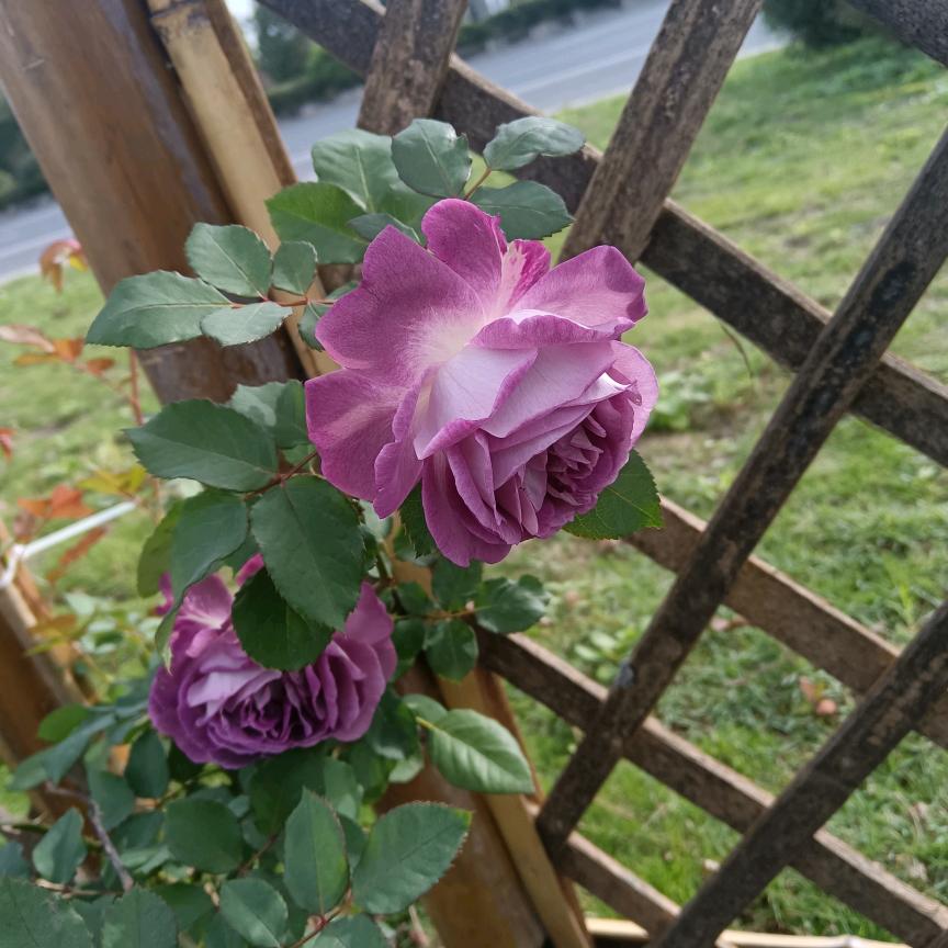 眉山电信金花久旭乡营业厅