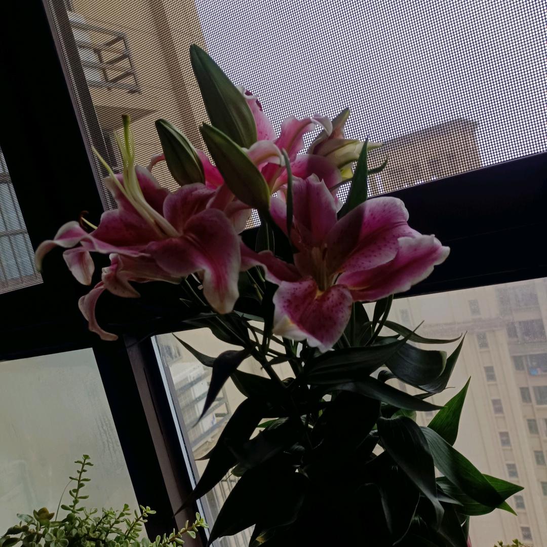 💞ღღ露ꦿ꯭💞