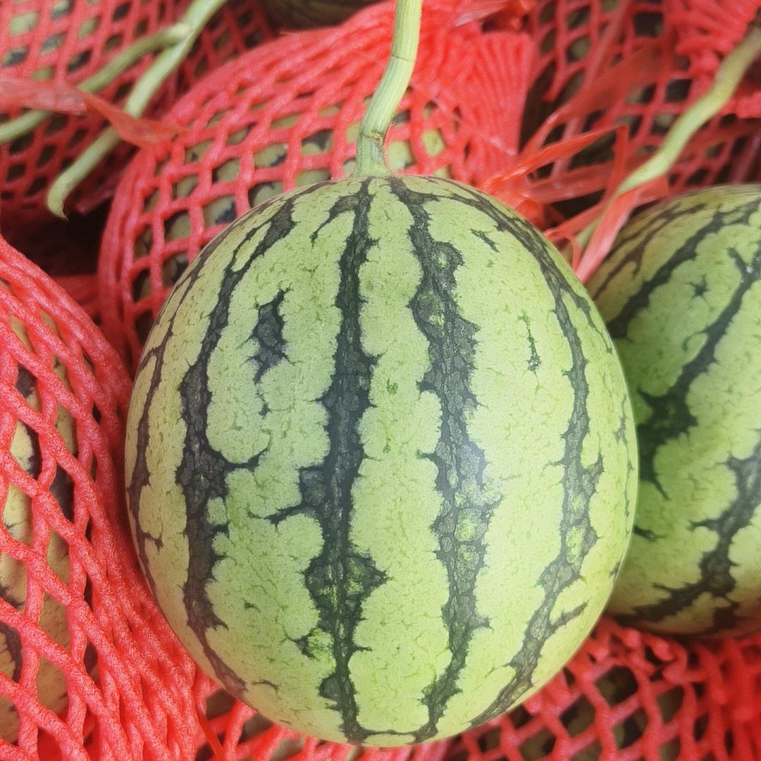 西瓜🍉，沙糖桔，田瓜，批发