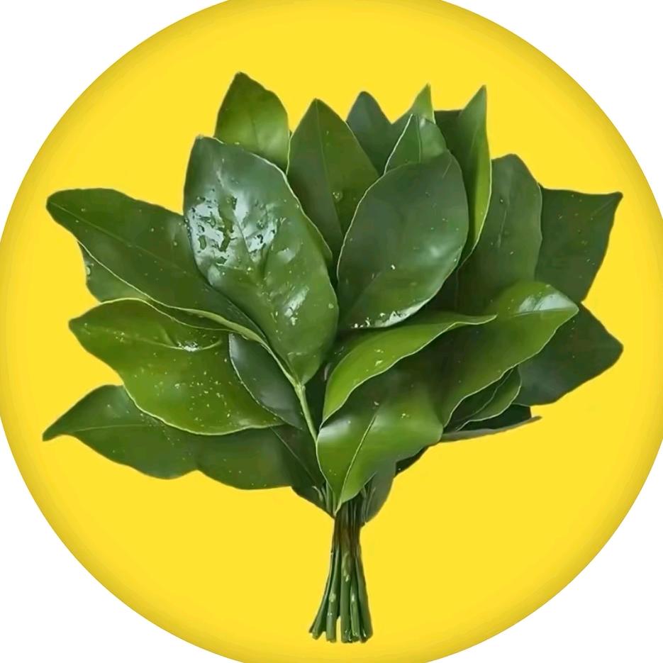 🍃大表哥