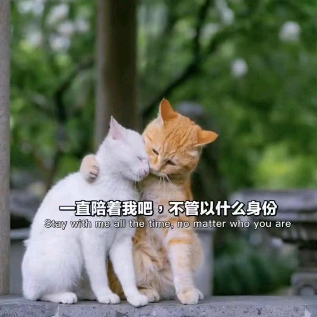 多情小刺猬