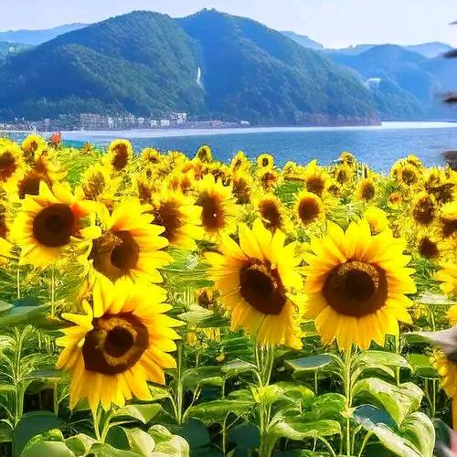 向阳而潇