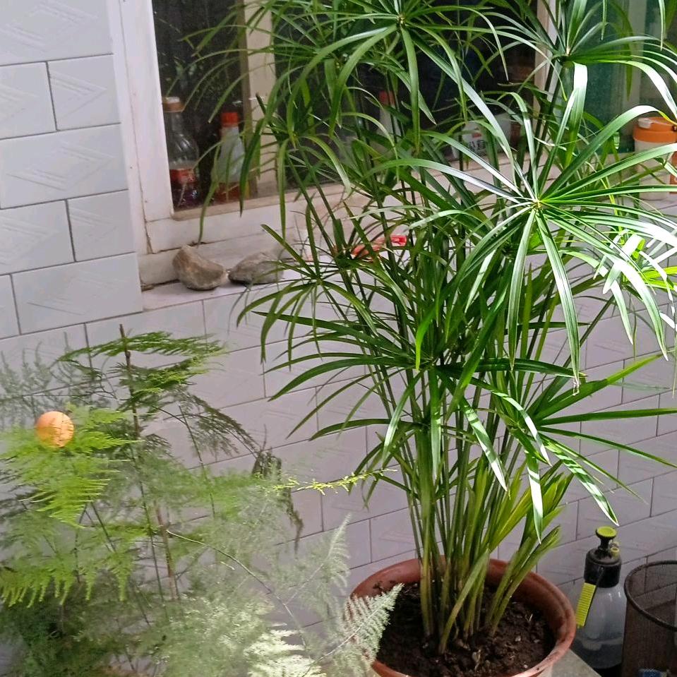 洒脱人生富平人