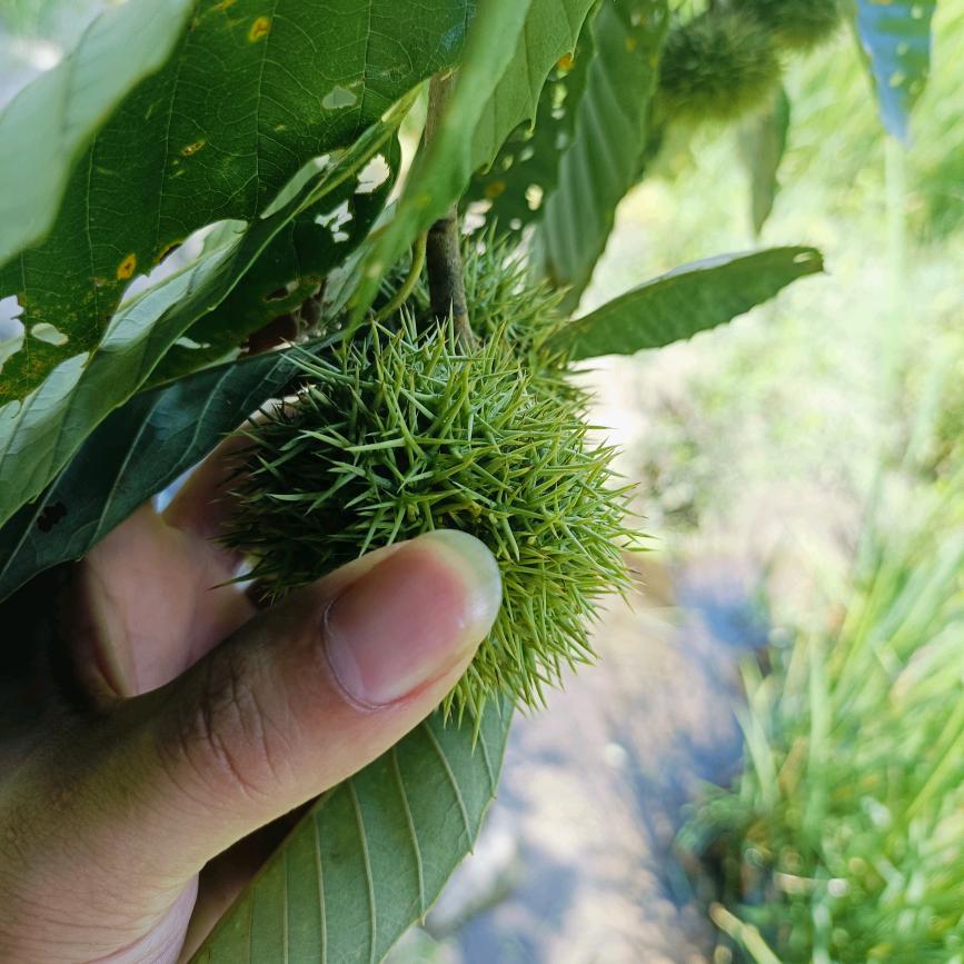 玉皇大帝