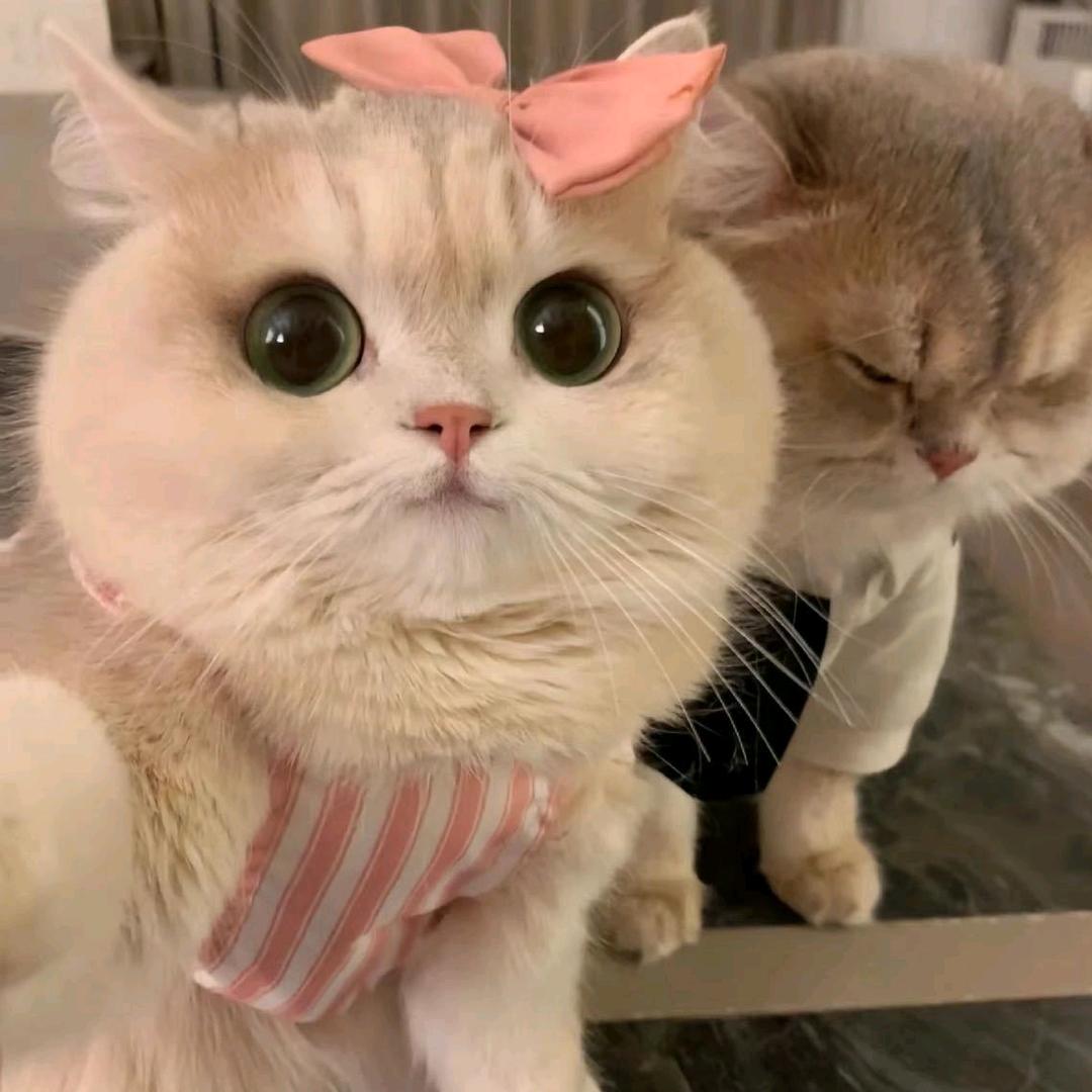 溪蒽