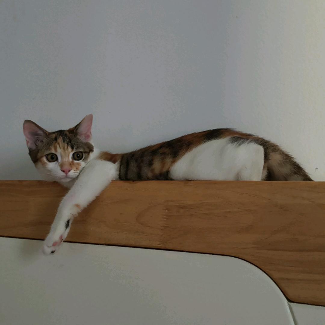 猫小咪
