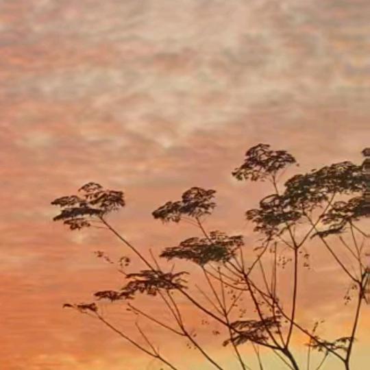 余生安好🌺🌺