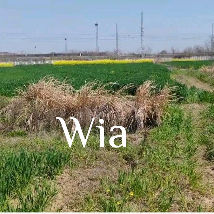 Wia
