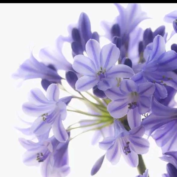 玲✨💫玲✨💫玲💫