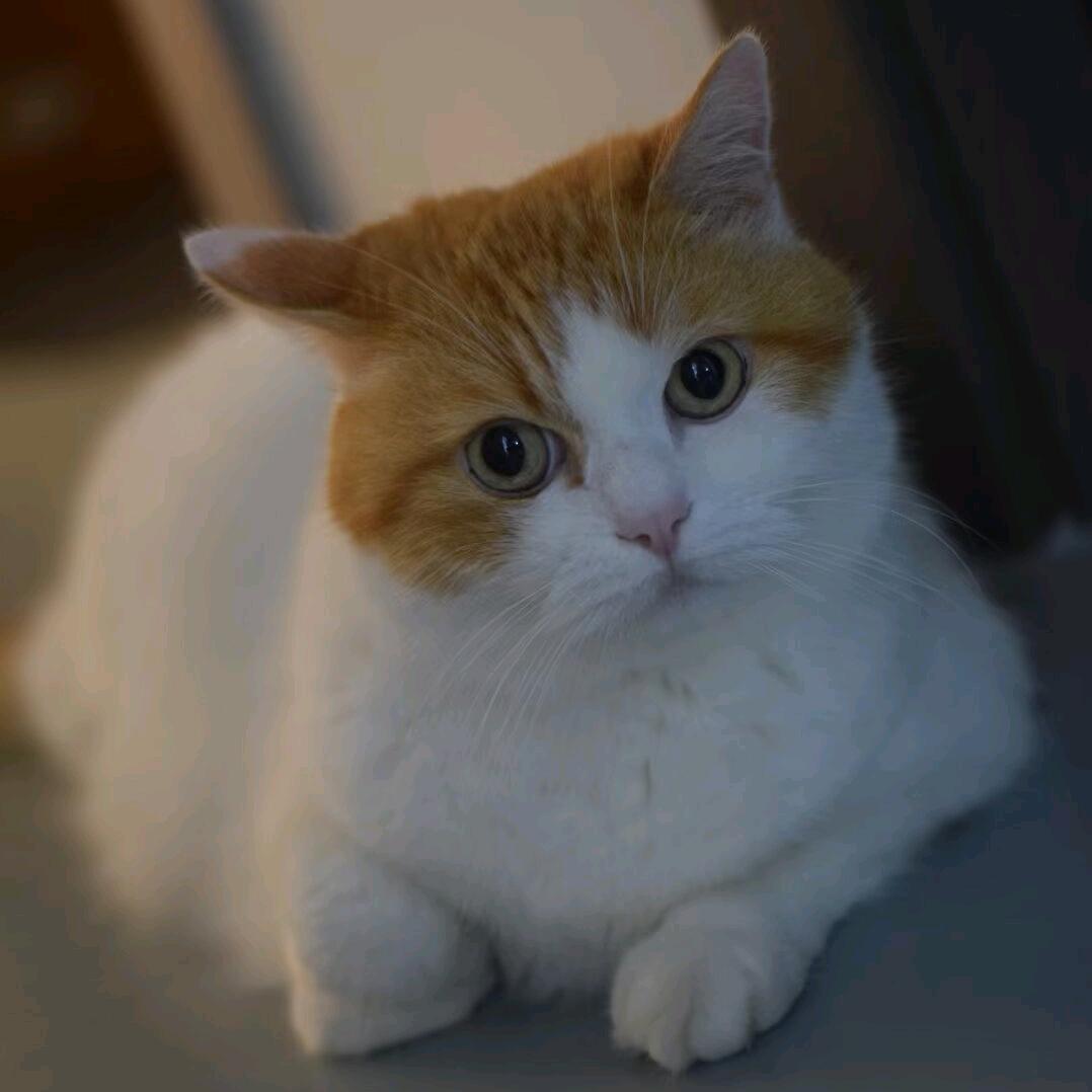龙小猫