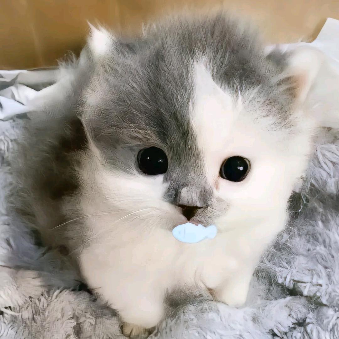 香香薯饼
