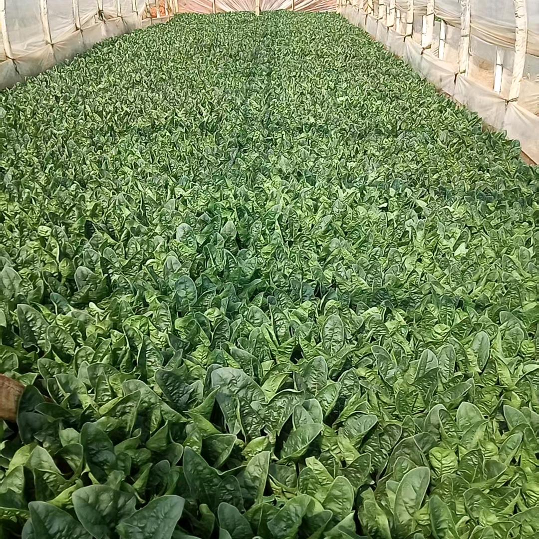 曾经回忆《陳❤️琳》