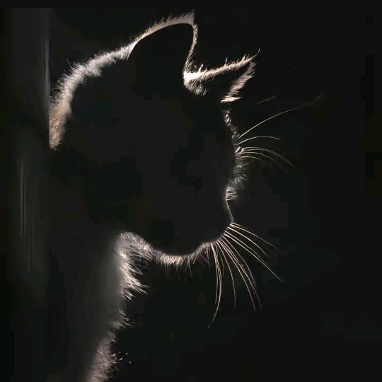 taffy小怒猫（冲2000）