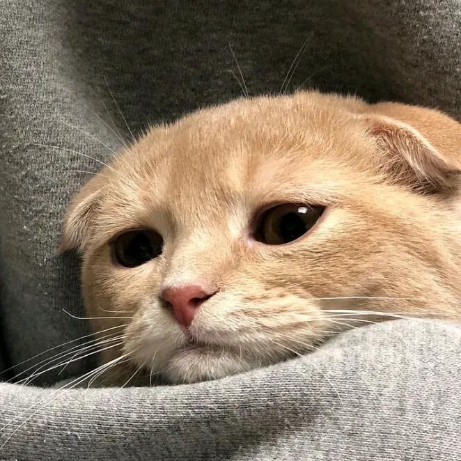 忧默大王