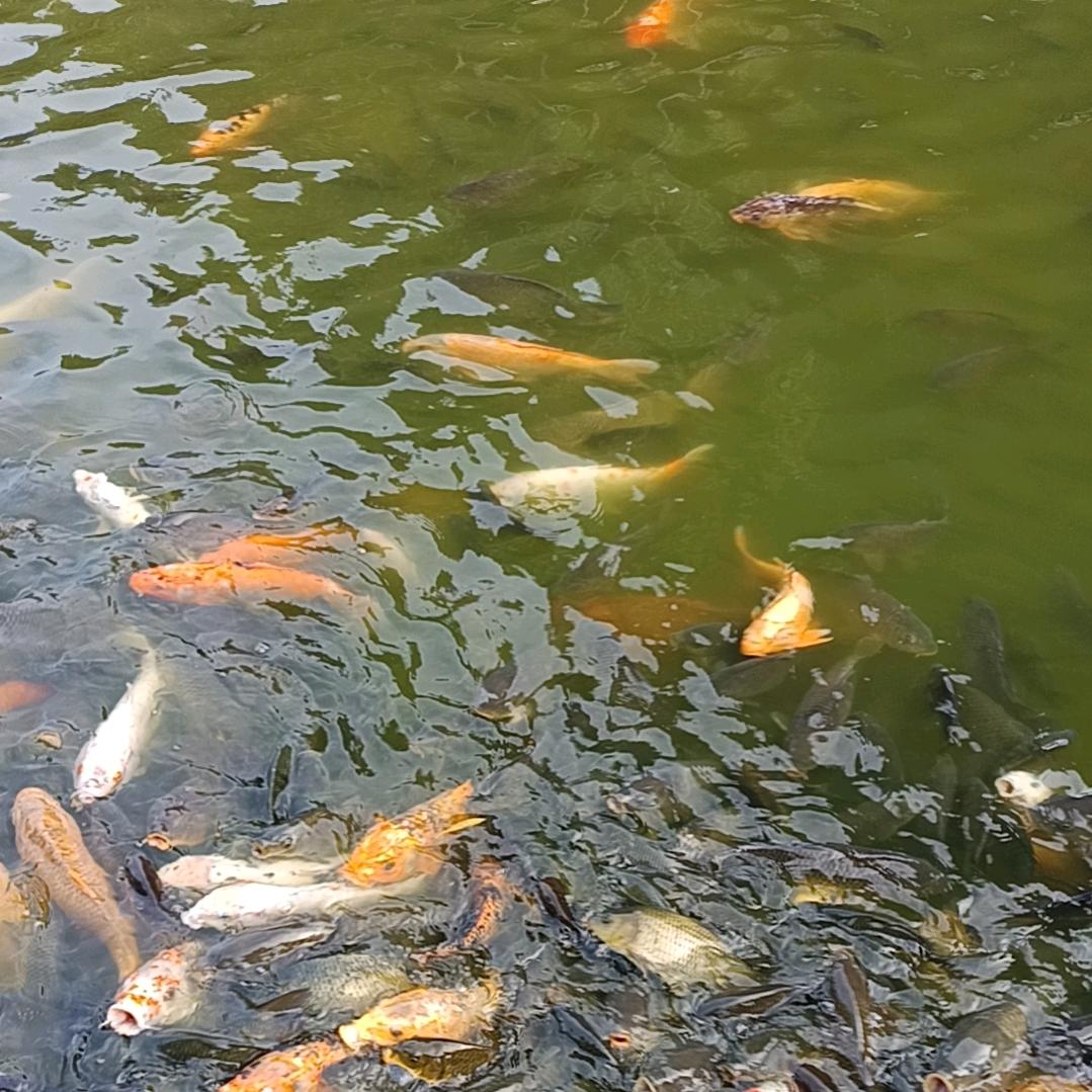 枪嫂卤味