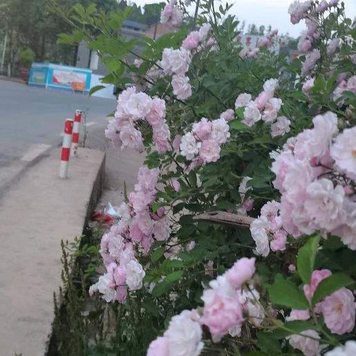 锦鲤